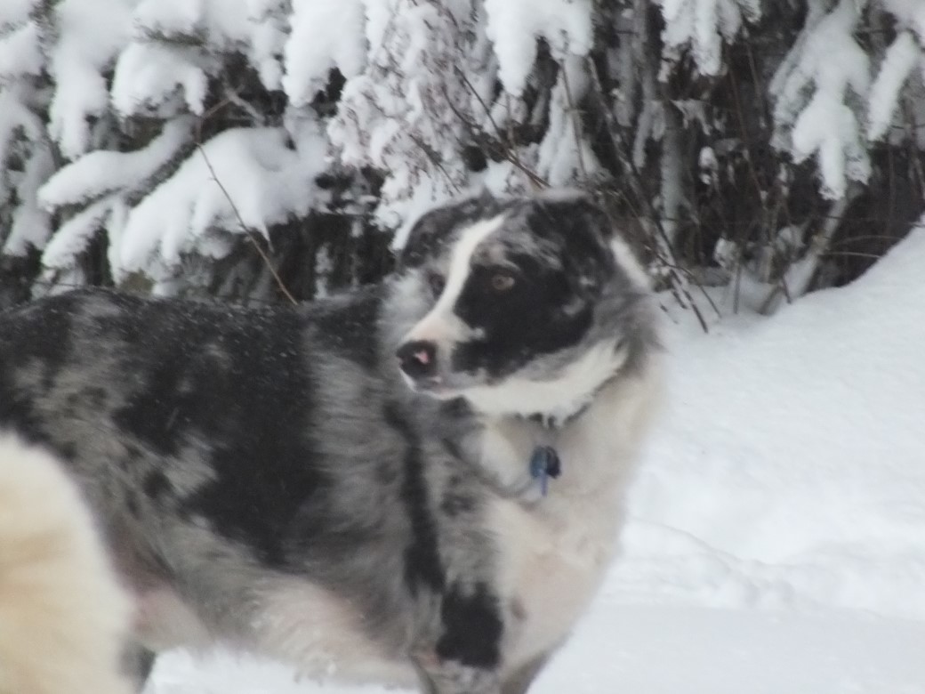 Filename: 20220117 dogs in snow_0012 (Custom).JPG
Size: 157.13 KB
01-18-2022, 09:48 AM