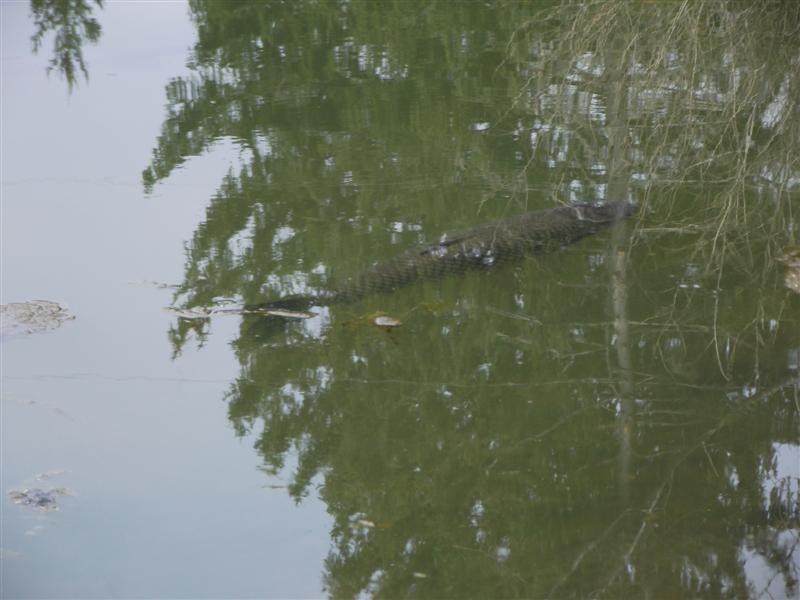 Filename: 20110414 009 (Medium).jpg
Size: 53.18 KB
Today, 05:34 AM